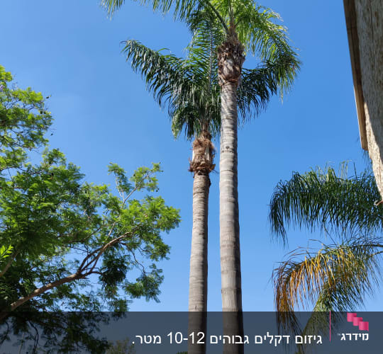 שני עצי דקל גבוהים עם ענפים גזומים
